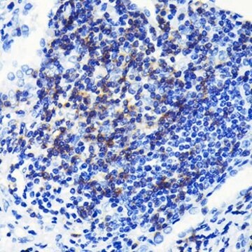 Anti-CD3E antibody produced in rabbit