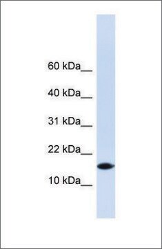 Anti-PHLDA3 antibody produced in rabbit affinity isolated antibody