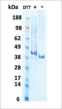 LEFTY-I human recombinant, expressed in HEK 293 cells, &#8805;90% (SDS-PAGE)