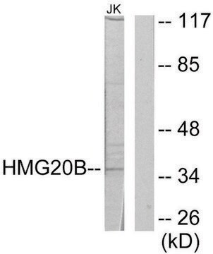 Anti-HMG20B antibody produced in rabbit affinity isolated antibody