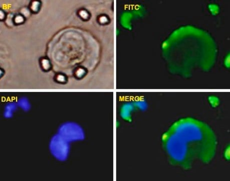 Monoclonal Anti-VIM antibody produced in mouse clone 3E9, purified immunoglobulin, buffered aqueous solution