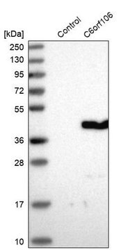 Anti-C6orf106 antibody produced in rabbit Prestige Antibodies&#174; Powered by Atlas Antibodies, affinity isolated antibody, buffered aqueous glycerol solution