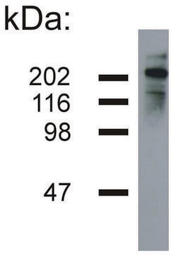 Monoclonal Anti-Neurofilament H antibody produced in mouse clone NF-05