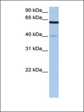 Anti-APPBP2 antibody produced in rabbit affinity isolated antibody