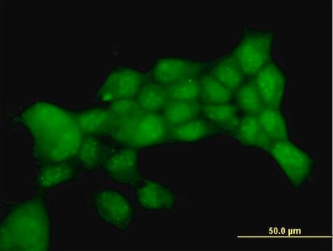 Anti-PTTG1 antibody produced in mouse purified immunoglobulin, buffered aqueous solution