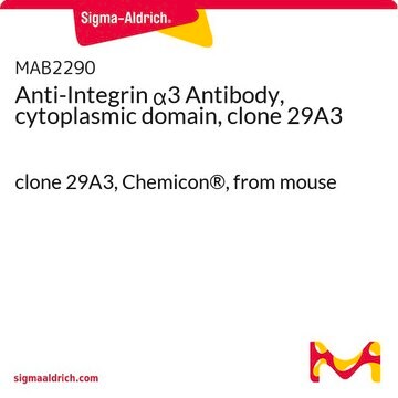 Anti-Integrin &#945;3 Antibody, cytoplasmic domain, clone 29A3 clone 29A3, Chemicon&#174;, from mouse