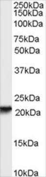 Anti-RBP4 antibody produced in goat affinity isolated antibody, buffered aqueous solution