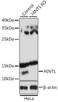 Anti-HINT1 antibody produced in rabbit