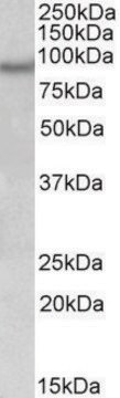 Anti-NPAS4 antibody produced in goat affinity isolated antibody, buffered aqueous solution