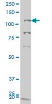 ANTI-GUCY2C antibody produced in mouse clone 1E1, purified immunoglobulin, buffered aqueous solution