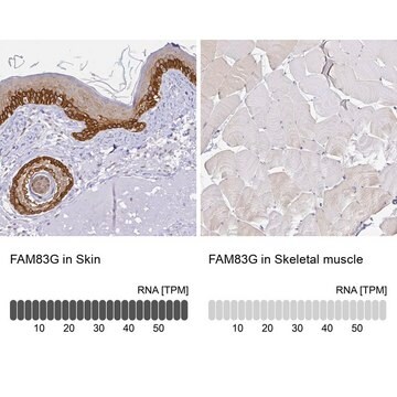 Anti-FAM83G antibody produced in rabbit Prestige Antibodies&#174; Powered by Atlas Antibodies, affinity isolated antibody, buffered aqueous glycerol solution, Ab2