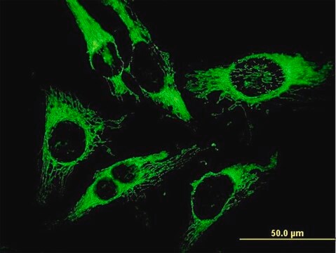 Monoclonal Anti-PRDX3 antibody produced in mouse clone 1E3-B2, purified immunoglobulin, buffered aqueous solution