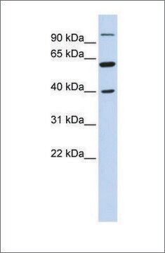 Anti-LETM2 antibody produced in rabbit affinity isolated antibody