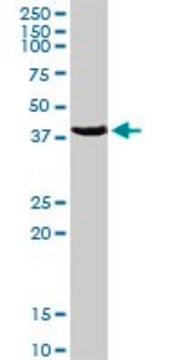 Anti-PCYT1A antibody produced in rabbit purified immunoglobulin, buffered aqueous solution