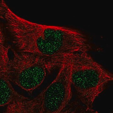 Anti-IQCD antibody produced in rabbit Prestige Antibodies&#174; Powered by Atlas Antibodies, affinity isolated antibody, buffered aqueous glycerol solution