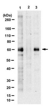 Anti-phospho BAF60C (Ser247) from rabbit, purified by affinity chromatography