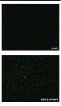 Anti-NS3 antibody produced in rabbit affinity isolated antibody, buffered aqueous solution