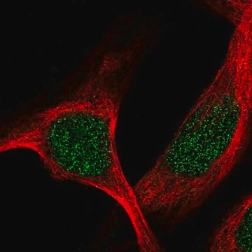 Anti-TBRG1 antibody produced in rabbit Prestige Antibodies&#174; Powered by Atlas Antibodies, affinity isolated antibody