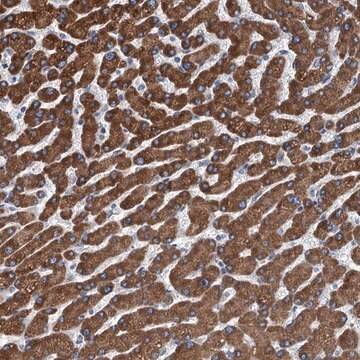 Anti-TRPT1 antibody produced in rabbit Prestige Antibodies&#174; Powered by Atlas Antibodies, affinity isolated antibody, buffered aqueous glycerol solution