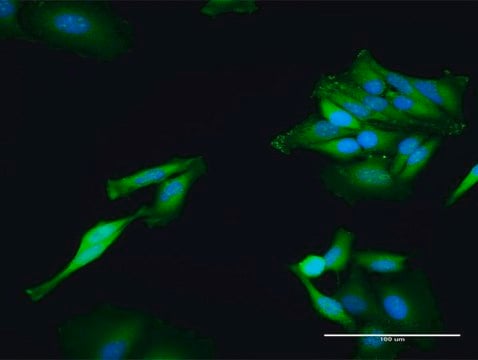 Anti-TXNRD1 antibody produced in rabbit purified immunoglobulin, buffered aqueous solution