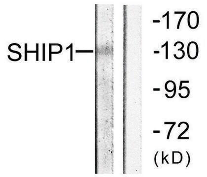 Anti-SHIP1 antibody produced in rabbit affinity isolated antibody