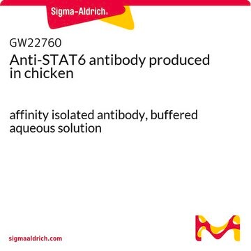 Anti-STAT6 antibody produced in chicken affinity isolated antibody, buffered aqueous solution