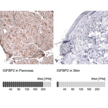 Monoclonal Anti-Igfbp2 Antibody Produced In Mouse Prestige Antibodies&#174; Powered by Atlas Antibodies, clone CL13565, affinity isolated antibody, buffered aqueous glycerol solution