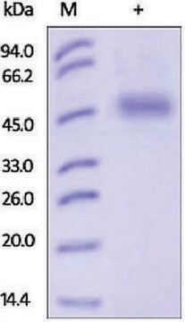 ICOSLG/B7-H2/CD275 human recombinant, expressed in HEK 293 cells, &#8805;95% (SDS-PAGE)