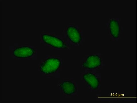 Anti-TTC23 antibody produced in mouse purified immunoglobulin, buffered aqueous solution