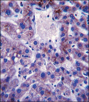 ANTI-UBE2W (C-TERM) antibody produced in rabbit IgG fraction of antiserum, buffered aqueous solution