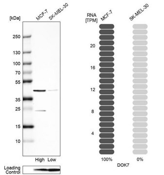 Anti-DOK7 antibody produced in rabbit Prestige Antibodies&#174; Powered by Atlas Antibodies, affinity isolated antibody, buffered aqueous glycerol solution