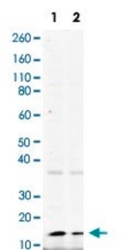 Monoclonal Anti-H2AFX (phospho S139) antibody produced in rabbit clone 10000