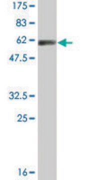 Monoclonal Anti-DNALI1 antibody produced in mouse clone 2H3, ascites fluid, buffered aqueous solution