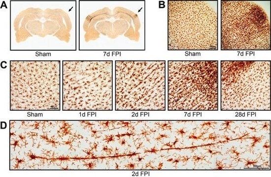 Anticorps anti-Iba1/AIF1 clone 20A12.1, from mouse