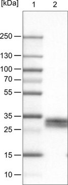 Monoclonal Anti-THY1 antibody produced in mouse Prestige Antibodies&#174; Powered by Atlas Antibodies, clone CL1028, purified immunoglobulin, buffered aqueous glycerol solution