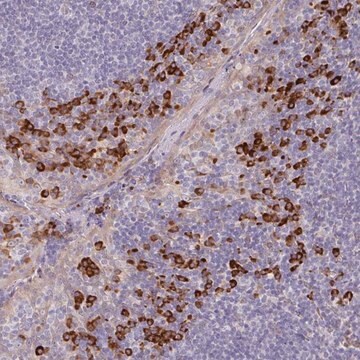 Anti-TRAPPC10 antibody produced in rabbit Prestige Antibodies&#174; Powered by Atlas Antibodies, affinity isolated antibody, buffered aqueous glycerol solution