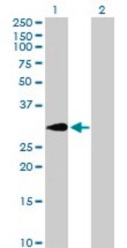 Anti-SLA antibody produced in mouse purified immunoglobulin, buffered aqueous solution