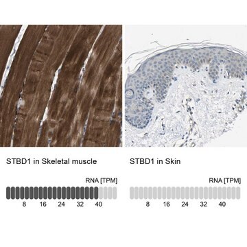 Anti-STBD1 antibody produced in rabbit Prestige Antibodies&#174; Powered by Atlas Antibodies, affinity isolated antibody, buffered aqueous glycerol solution