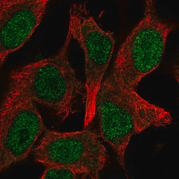 Anti-GATAD1 antibody produced in rabbit Prestige Antibodies&#174; Powered by Atlas Antibodies, affinity isolated antibody