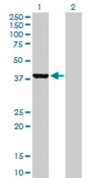 Anti-GLRX3 antibody produced in rabbit purified immunoglobulin, buffered aqueous solution