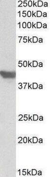 Anti-SLC2A4 (C-terminal) antibody produced in goat affinity isolated antibody, buffered aqueous solution