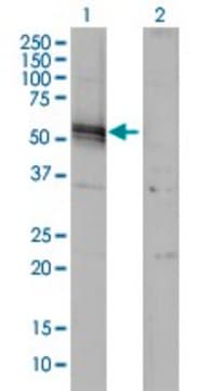 Monoclonal Anti-AGT antibody produced in mouse clone 1A10, purified immunoglobulin, buffered aqueous solution