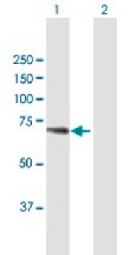 Anti-WDR20 antibody produced in mouse purified immunoglobulin, buffered aqueous solution