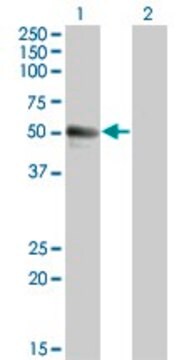 Monoclonal Anti-SPN antibody produced in mouse clone 3G8, purified immunoglobulin, buffered aqueous solution