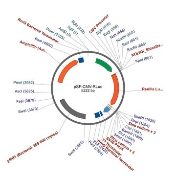 PSF-CMV-RLUC - CMV RENILLA LUCIFERASE PLASMID plasmid vector for molecular cloning