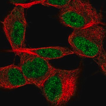 Anti-TSTD2 antibody produced in rabbit Prestige Antibodies&#174; Powered by Atlas Antibodies, affinity isolated antibody