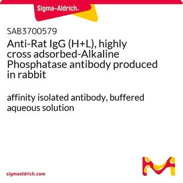 Anti-Rat IgG (H+L), highly cross adsorbed-Alkaline Phosphatase antibody produced in rabbit affinity isolated antibody, buffered aqueous solution