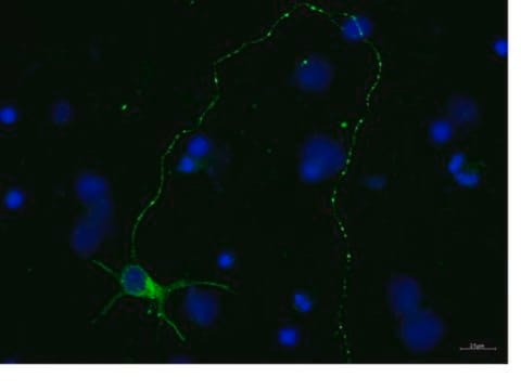 Anti-Tubulin &#946;-III Antibody, clone TU-20, Alexa Fluor&#8482;488 Conjugated clone TU-20, from mouse, ALEXA FLUOR&#8482; 488