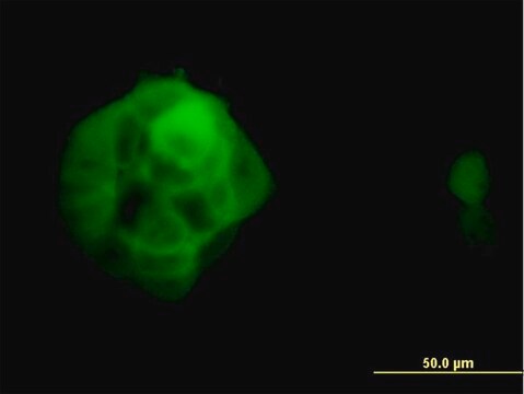 Monoclonal Anti-UBQLN2 antibody produced in mouse clone 5F5, purified immunoglobulin, buffered aqueous solution