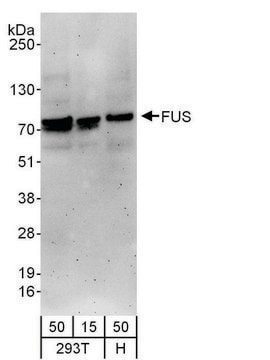 Goat anti-FUS Antibody, Affinity Purified Powered by Bethyl Laboratories, Inc.